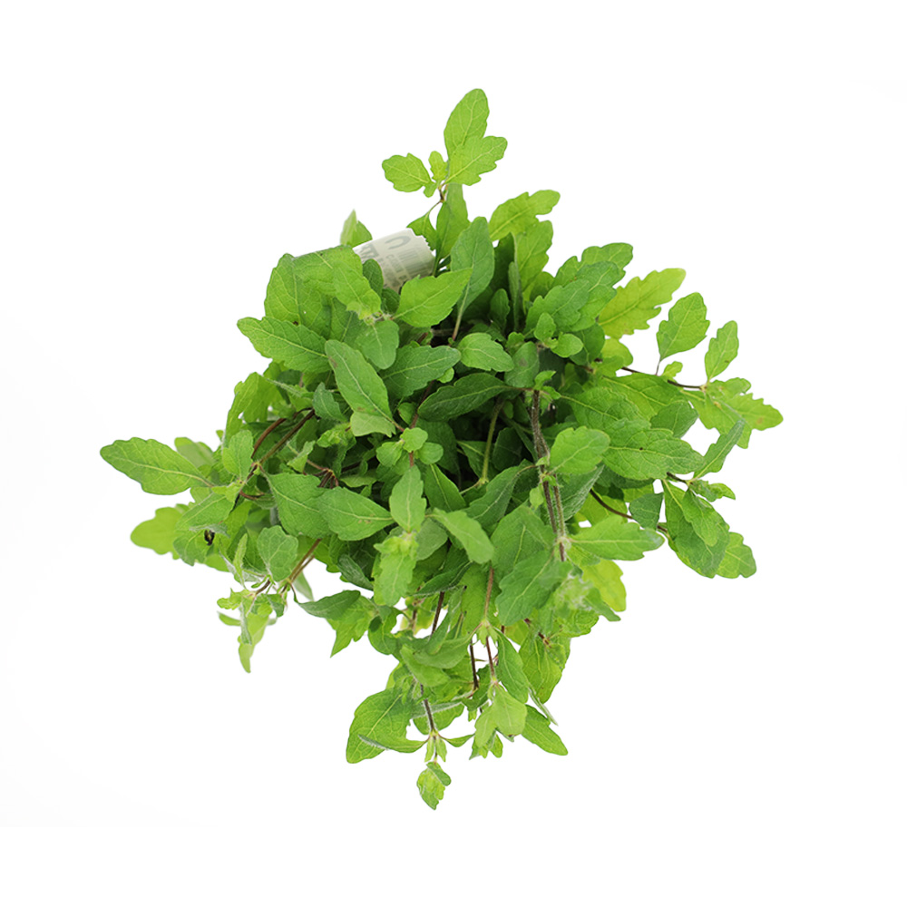 Hygrophila pinnatifida ozdobna roślina do akwarium koszyk XXL